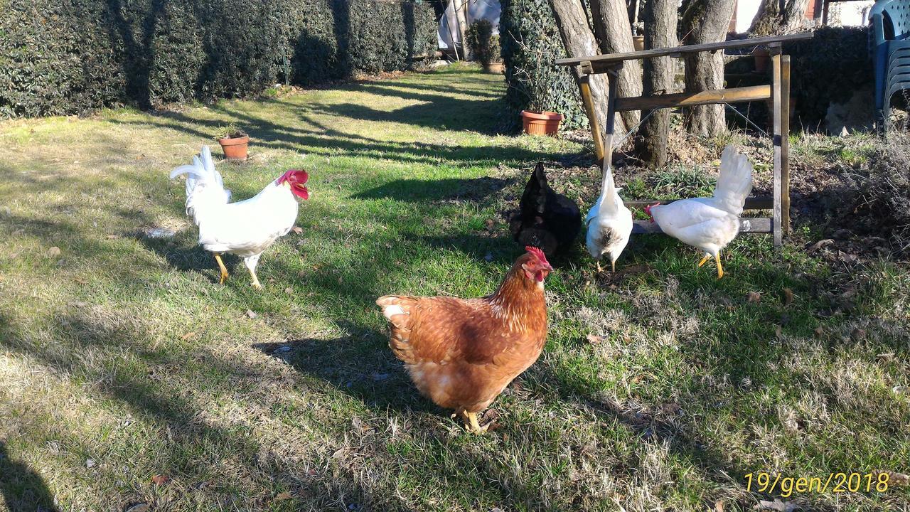 L'Ape In Corte Casa Di Campagna, Via Francigena Stanze E Colazione Vaccarizza ภายนอก รูปภาพ